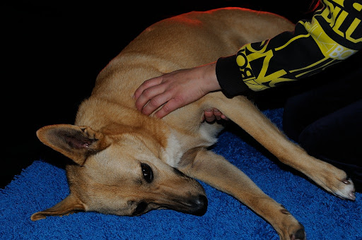 Hundephysiotherapeut Vera Müller Harmony Life with dogs