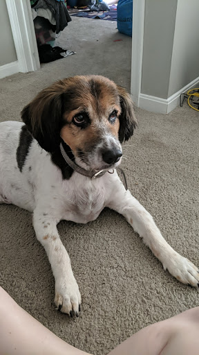 Dirty Dog Rehab Pet Salon & Spa - Thumbnail