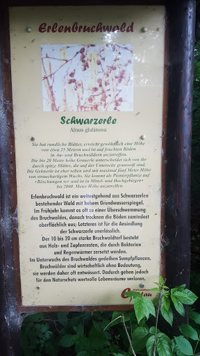 Erlenbuchwald - Visual