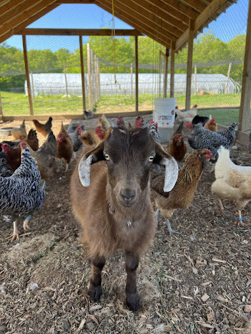 Bloomsbury Farm by null