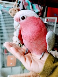 いか焼き･風里瑠ん。