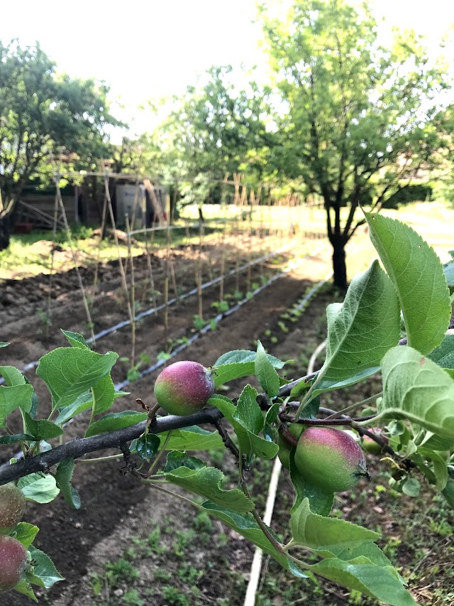 Un Angelo Alla Mia Tavola