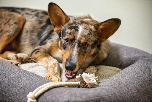 Mississippi Animal Rescue - Thumbnail