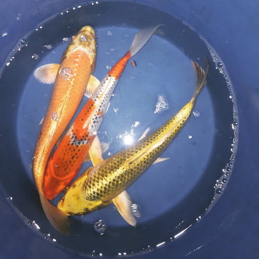 Frisby Fish Farm - Thumbnail