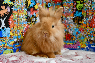 Photo n°8 de Élevage Les 4 Chardons (lapins de compagnie et réflexologie plantaire assistée par l’animal) à Saint-Hilaire-de-Lusignan (Éleveur)