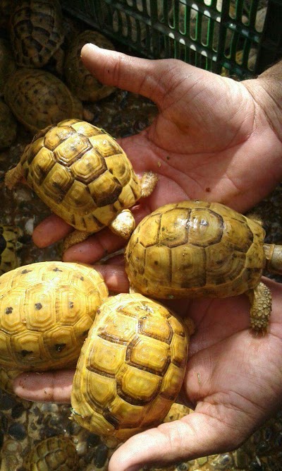 Photos of Dr. Asaad Tolba Reptile Farm
