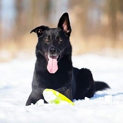 Hondenschool Dogstart