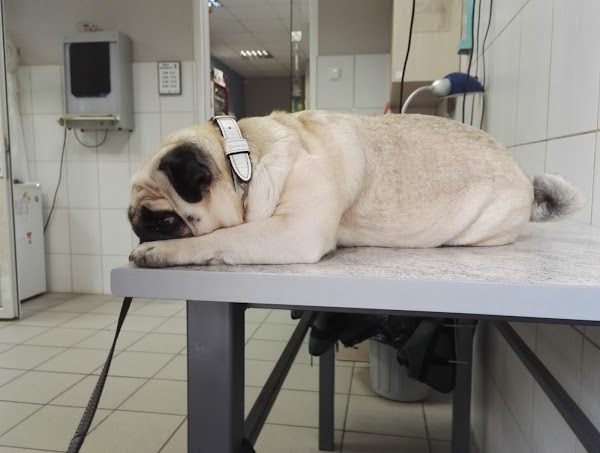 Ветклиника калининград