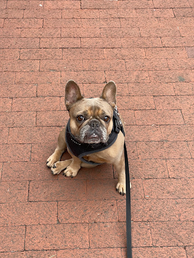 Adams Morgan Animal Hospital - Thumbnail