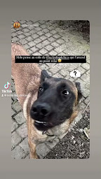 Photo n°12 de Lucky Dog Délices à Wintzenheim (Magasin d'alimentation animale)