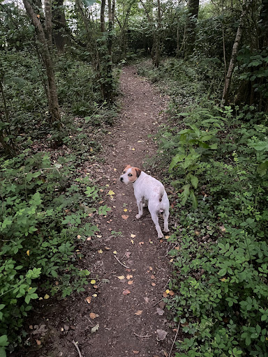 Uppacott Wood - Thumbnail