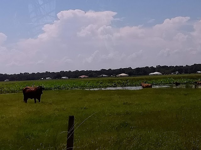 Desert Cattle & Citrus