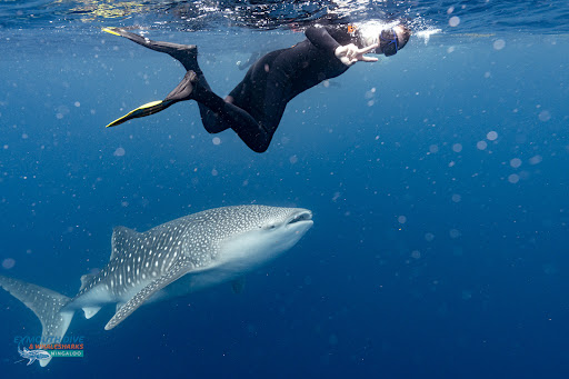 Exmouth Dive & Whaleshark Ningaloo - Thumbnail