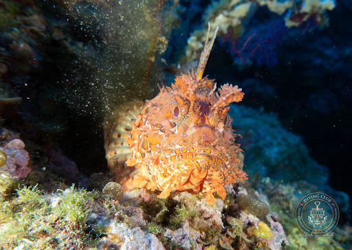 ATIS Diving Club - Corsi e immersioni sub Lago di Garda Gallery - Italy