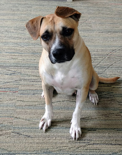 Currituck Animal Services and Control - Thumbnail