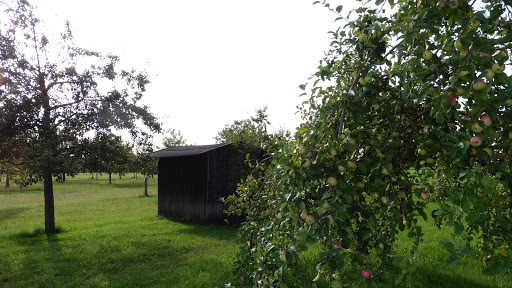 Obstbaummuseum - Visual
