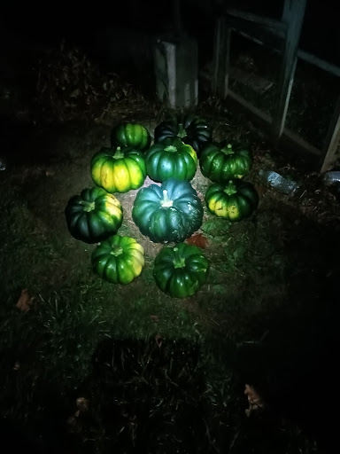 Bob's lettuce factory - Thumbnail