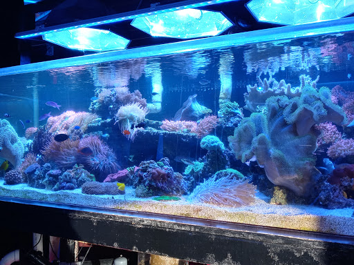 Robert's Reef - Thumbnail