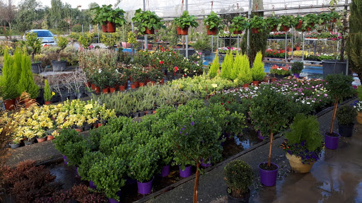 Maluca Garden - Foto 1