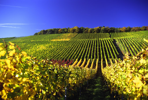 Wine Unearthed - Wine Tasting UK