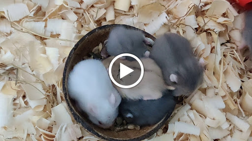25 day old Pure home bred dwarf Hamster pups ready for taking. Completely hand tamed. For more in… post image