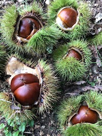 円応教下津井教会 綾上布教所