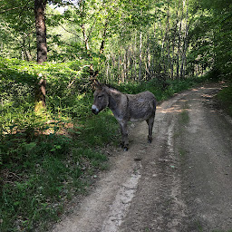 Photo n°18 de Gîte Nature, havre de paix au coeur de la nature : Les Jardins d'Yzorche à Argentat-sur-Dordogne (Réserve naturelle)