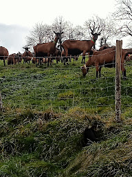 Photo n°8 de Chévrerie de la Cayonnière à Chassignieu (Ferme)
