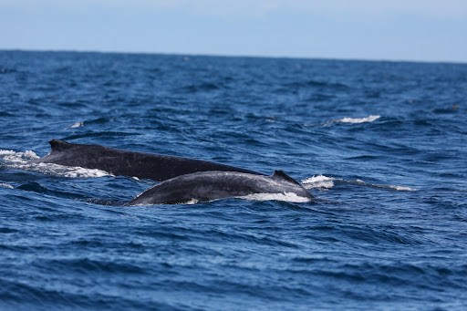 Wild Ocean Tasmania Gallery - Australia