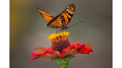 Tłumacz języka włoskiego. Traduzioni. Warszawa.