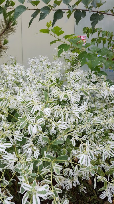 Photos of 선인장연구소