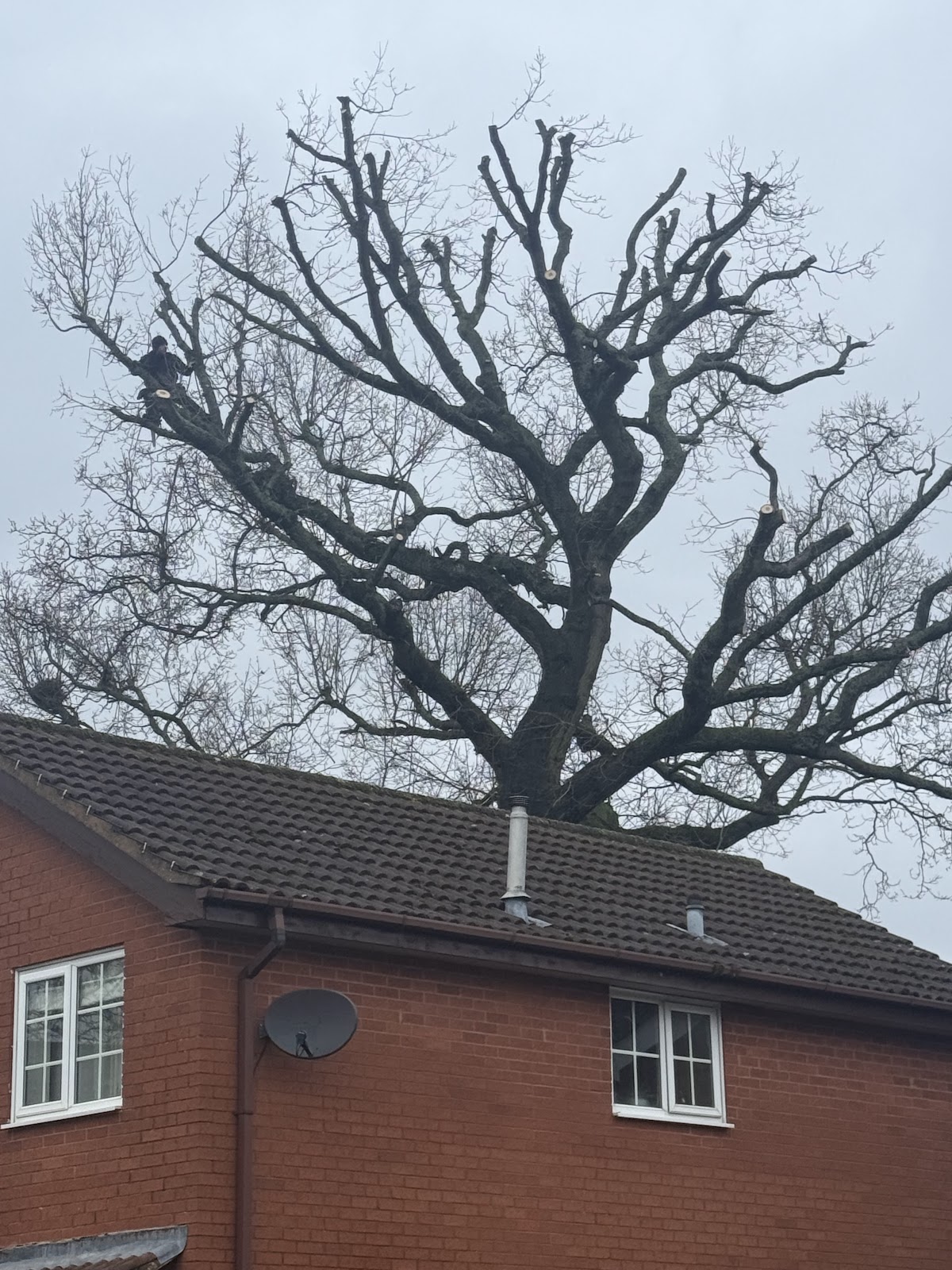 A&T Tree Services