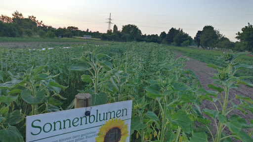 Blumenverkauf Eichenauer