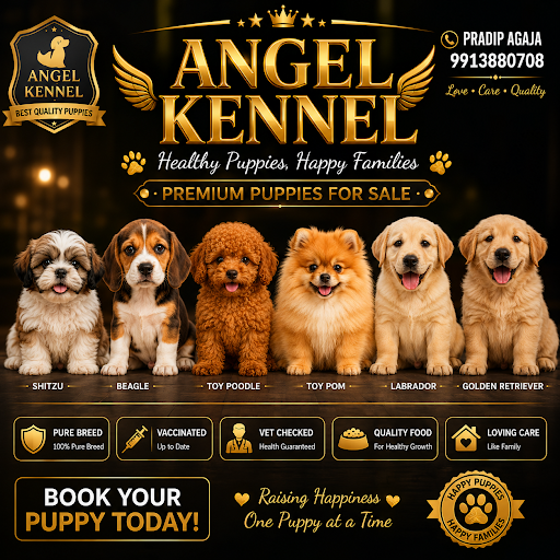 Shitzu puppy available in ahmedabad  post image