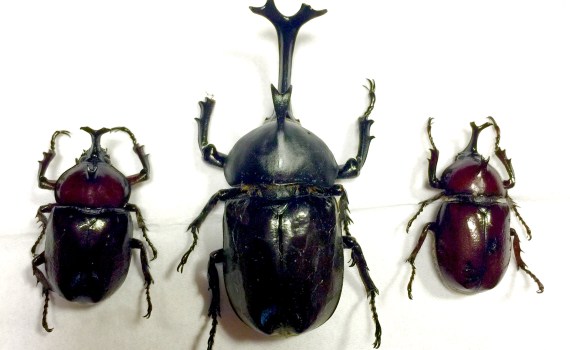 Petland VIS A VIS (ペットランド ビザビ)