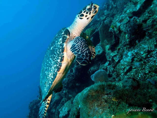 Atlantis Formation, Plongée Guadeloupe