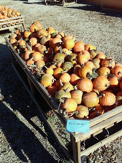 Photos of Shaw Farms Produce & Pumpkins