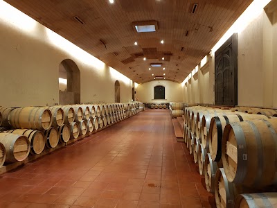 Photos of Concha y Toro vineyard