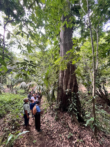 Noj K'aax H'men Elijio Panti National Park Visitors Centre by null