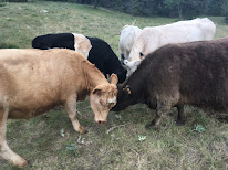 La Ferme d'EBANA à Claret