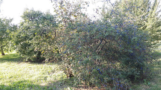 Parco Maggiolino - Thumbnail