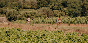 Photo n°46 de Domaine de Verdagne à Gassin (Village de vacances)