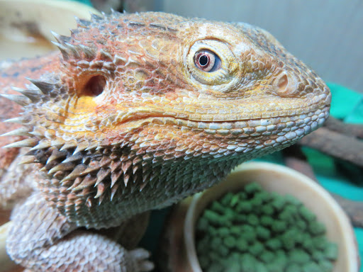 Clínica Veterinara La Algaba
