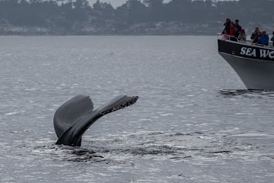 Photos of Princess Monterey Whale Watching