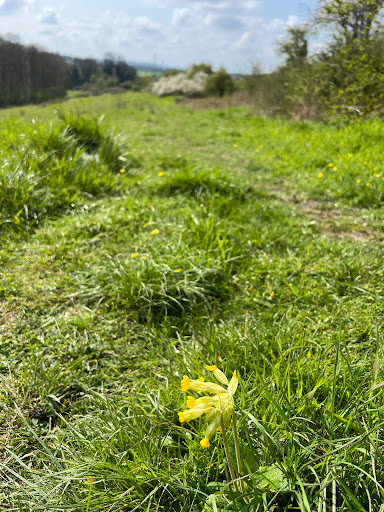 Ledsham Bank nature reserve - Thumbnail