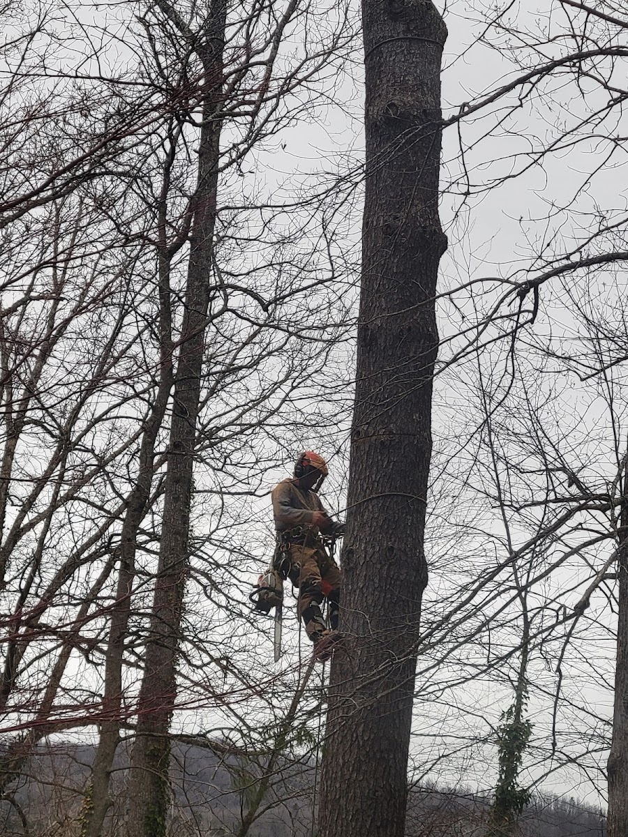 Burn's Tree & Crane LLC