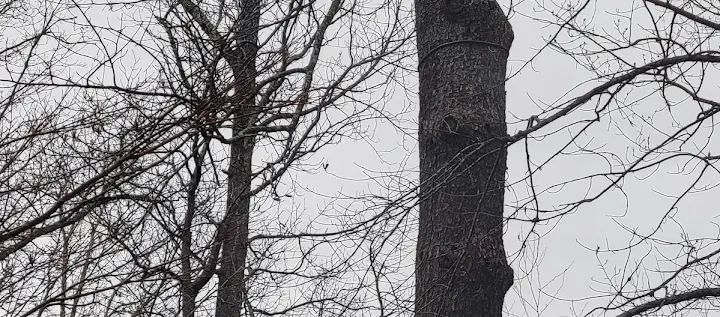Burn's Tree & Crane LLC