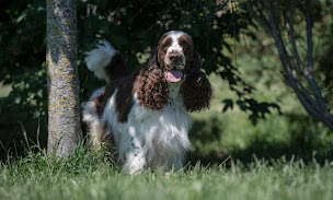 Photo n°10 de Elevage du Rieu-Grand à Lombers (Éleveur de chiens)