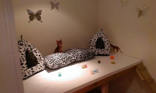 Aristocats Luxury Cattery - Thumbnail
