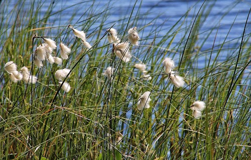 Männikjärv